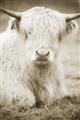 Picture of Furry Cow _GroupedProduct_Rectangle_Portrait_Photography _GroupedProduct_Rectangle_Portrait_Unframed_Print_Only_