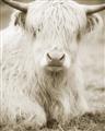 Picture of Furry Cow _GroupedProduct_Rectangle_Portrait_Photography _GroupedProduct_Rectangle_Portrait_Unframed_Print_Only_