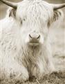 Picture of Furry Cow _GroupedProduct_Rectangle_Portrait_Photography _GroupedProduct_Rectangle_Portrait_Unframed_Print_Only_