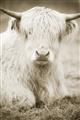 Picture of Furry Cow _GroupedProduct_Rectangle_Portrait_Photography _GroupedProduct_Rectangle_Portrait_Unframed_Print_Only_