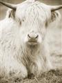 Picture of Furry Cow _GroupedProduct_Rectangle_Portrait_Photography _GroupedProduct_Rectangle_Portrait_Unframed_Print_Only_