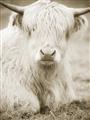 Picture of Furry Cow _GroupedProduct_Rectangle_Portrait_Photography _GroupedProduct_Rectangle_Portrait_Unframed_Print_Only_