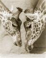 Picture of Giraffe Pals  _GroupedProduct_Rectangle_Portrait_Photography _GroupedProduct_Rectangle_Portrait_Unframed_Print_Only_