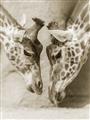Picture of Giraffe Pals  _GroupedProduct_Rectangle_Portrait_Photography _GroupedProduct_Rectangle_Portrait_Unframed_Print_Only_