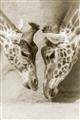 Picture of Giraffe Pals  _GroupedProduct_Rectangle_Portrait_Photography _GroupedProduct_Rectangle_Portrait_Unframed_Print_Only_