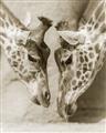 Picture of Giraffe Pals  _GroupedProduct_Rectangle_Portrait_Photography _GroupedProduct_Rectangle_Portrait_Unframed_Print_Only_
