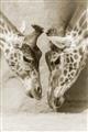 Picture of Giraffe Pals  _GroupedProduct_Rectangle_Portrait_Photography _GroupedProduct_Rectangle_Portrait_Unframed_Print_Only_