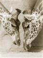 Picture of Giraffe Pals  _GroupedProduct_Rectangle_Portrait_Photography _GroupedProduct_Rectangle_Portrait_Unframed_Print_Only_