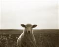 Picture of Grazing Sheep  _GroupedProduct_Rectangle_Landscape_Photography _GroupedProduct_Rectangle_Landscape_Unframed_Print_Only_