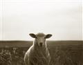 Picture of Grazing Sheep  _GroupedProduct_Rectangle_Landscape_Photography _GroupedProduct_Rectangle_Landscape_Unframed_Print_Only_