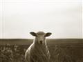 Picture of Grazing Sheep  _GroupedProduct_Rectangle_Landscape_Photography _GroupedProduct_Rectangle_Landscape_Unframed_Print_Only_