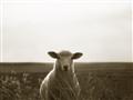 Picture of Grazing Sheep  _GroupedProduct_Rectangle_Landscape_Photography _GroupedProduct_Rectangle_Landscape_Unframed_Print_Only_