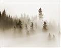 Picture of In the Fog _GroupedProduct_Rectangle_Landscape_Photography _GroupedProduct_Rectangle_Landscape_Unframed_Print_Only_