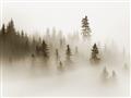 Picture of In the Fog _GroupedProduct_Rectangle_Landscape_Photography _GroupedProduct_Rectangle_Landscape_Unframed_Print_Only_