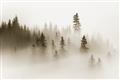 Picture of In the Fog _GroupedProduct_Rectangle_Landscape_Photography _GroupedProduct_Rectangle_Landscape_Unframed_Print_Only_
