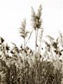 Picture of In the Fields _GroupedProduct_Rectangle_Portrait_Photography _GroupedProduct_Rectangle_Portrait_Unframed_Print_Only_