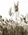 Picture of In the Fields _GroupedProduct_Rectangle_Portrait_Photography _GroupedProduct_Rectangle_Portrait_Unframed_Print_Only_