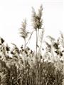 Picture of In the Fields _GroupedProduct_Rectangle_Portrait_Photography _GroupedProduct_Rectangle_Portrait_Unframed_Print_Only_