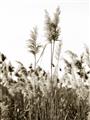 Picture of In the Fields _GroupedProduct_Rectangle_Portrait_Photography _GroupedProduct_Rectangle_Portrait_Unframed_Print_Only_