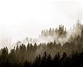 Picture of In the Mist _GroupedProduct_Rectangle_Landscape_Photography _GroupedProduct_Rectangle_Landscape_Unframed_Print_Only_