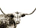 Picture of Jackson, The Bull  _GroupedProduct_Rectangle_Landscape_Photography _GroupedProduct_Rectangle_Landscape_Unframed_Print_Only_