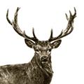 Picture of James, the Stag  _GroupedProduct_Square_Photography _GroupedProduct_Square_Unframed_Print_Only_