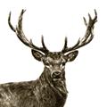 Picture of James, the Stag  _GroupedProduct_Square_Photography _GroupedProduct_Square_Unframed_Print_Only_