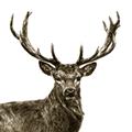 Picture of James, the Stag  _GroupedProduct_Square_Photography _GroupedProduct_Square_Unframed_Print_Only_