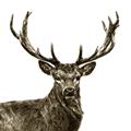 Picture of James, the Stag  _GroupedProduct_Square_Photography _GroupedProduct_Square_Unframed_Print_Only_