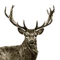 Picture of James, the Stag  _GroupedProduct_Square_Photography _GroupedProduct_Square_Unframed_Print_Only_