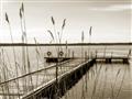 Picture of Lake Life _GroupedProduct_Rectangle_Landscape_Photography _GroupedProduct_Rectangle_Landscape_Unframed_Print_Only_