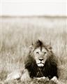 Picture of Lion Stare _GroupedProduct_Rectangle_Portrait_Photography _GroupedProduct_Rectangle_Portrait_Unframed_Print_Only_