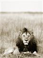 Picture of Lion Stare _GroupedProduct_Rectangle_Portrait_Photography _GroupedProduct_Rectangle_Portrait_Unframed_Print_Only_