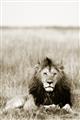 Picture of Lion Stare _GroupedProduct_Rectangle_Portrait_Photography _GroupedProduct_Rectangle_Portrait_Unframed_Print_Only_