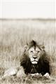 Picture of Lion Stare _GroupedProduct_Rectangle_Portrait_Photography _GroupedProduct_Rectangle_Portrait_Unframed_Print_Only_