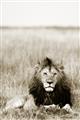 Picture of Lion Stare _GroupedProduct_Rectangle_Portrait_Photography _GroupedProduct_Rectangle_Portrait_Unframed_Print_Only_
