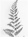 Picture of Dried Fern Leaf  _GroupedProduct_Rectangle_Portrait_Photography _GroupedProduct_Rectangle_Portrait_Unframed_Print_Only_