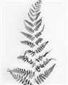 Picture of Dried Fern Leaf  _GroupedProduct_Rectangle_Portrait_Photography _GroupedProduct_Rectangle_Portrait_Unframed_Print_Only_