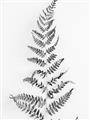 Picture of Dried Fern Leaf  _GroupedProduct_Rectangle_Portrait_Photography _GroupedProduct_Rectangle_Portrait_Unframed_Print_Only_