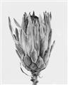Picture of Dried Flower II _GroupedProduct_Rectangle_Portrait_Photography _GroupedProduct_Rectangle_Portrait_Unframed_Print_Only_