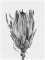 Picture of Dried Flower II _GroupedProduct_Rectangle_Portrait_Photography _GroupedProduct_Rectangle_Portrait_Unframed_Print_Only_