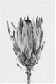 Picture of Dried Flower II _GroupedProduct_Rectangle_Portrait_Photography _GroupedProduct_Rectangle_Portrait_Unframed_Print_Only_