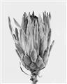 Picture of Dried Flower II _GroupedProduct_Rectangle_Portrait_Photography _GroupedProduct_Rectangle_Portrait_Unframed_Print_Only_