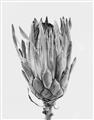 Picture of Dried Flower II _GroupedProduct_Rectangle_Portrait_Photography _GroupedProduct_Rectangle_Portrait_Unframed_Print_Only_