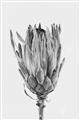 Picture of Dried Flower II _GroupedProduct_Rectangle_Portrait_Photography _GroupedProduct_Rectangle_Portrait_Unframed_Print_Only_