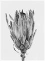 Picture of Dried Flower II _GroupedProduct_Rectangle_Portrait_Photography _GroupedProduct_Rectangle_Portrait_Unframed_Print_Only_