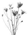 Picture of Dried Flower III  _GroupedProduct_Rectangle_Portrait_Photography _GroupedProduct_Rectangle_Portrait_Unframed_Print_Only_