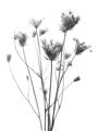 Picture of Dried Flower III  _GroupedProduct_Rectangle_Portrait_Photography _GroupedProduct_Rectangle_Portrait_Unframed_Print_Only_
