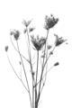 Picture of Dried Flower III  _GroupedProduct_Rectangle_Portrait_Photography _GroupedProduct_Rectangle_Portrait_Unframed_Print_Only_
