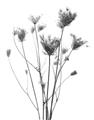 Picture of Dried Flower III  _GroupedProduct_Rectangle_Portrait_Photography _GroupedProduct_Rectangle_Portrait_Unframed_Print_Only_